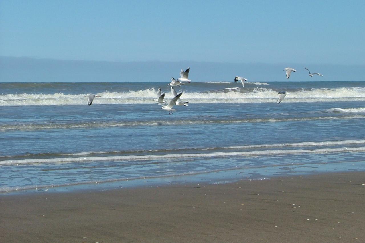 Gaviotas *
